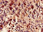 Fumarase Antibody in Immunohistochemistry (Paraffin) (IHC (P))