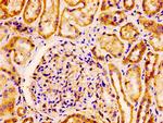 Flotillin 1 Antibody in Immunohistochemistry (Paraffin) (IHC (P))