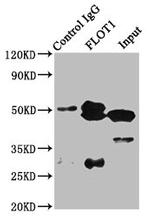 Flotillin 1 Antibody in Western Blot (WB)