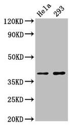 FOXH1 Antibody in Western Blot (WB)