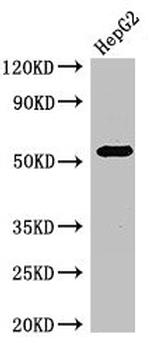 GABRB3 Antibody in Western Blot (WB)