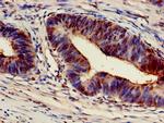 ARF4 Antibody in Immunohistochemistry (Paraffin) (IHC (P))