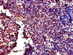 GALT Antibody in Immunohistochemistry (Paraffin) (IHC (P))