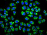 GAS1 Antibody in Immunocytochemistry (ICC/IF)