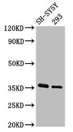 GAS1 Antibody in Western Blot (WB)