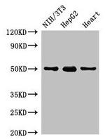 GCM2 Antibody in Western Blot (WB)