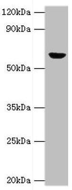 GluD2 Antibody in Western Blot (WB)