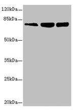 GMPS Antibody in Western Blot (WB)