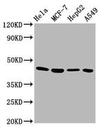 GNA12 Antibody in Western Blot (WB)