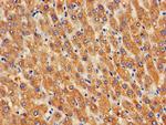 GOSR2 Antibody in Immunohistochemistry (Paraffin) (IHC (P))