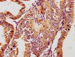 GPLD1 Antibody in Immunohistochemistry (Paraffin) (IHC (P))