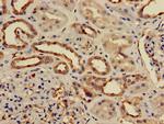 PP2A beta Antibody in Immunohistochemistry (Paraffin) (IHC (P))