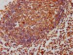 PP2A beta Antibody in Immunohistochemistry (Paraffin) (IHC (P))