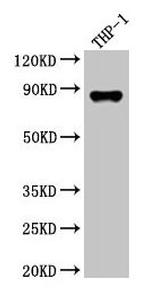 Gelsolin Antibody in Western Blot (WB)