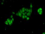 GTF2B Antibody in Immunocytochemistry (ICC/IF)