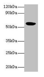 HARS2 Antibody in Western Blot (WB)