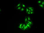 HAT1 Antibody in Immunocytochemistry (ICC/IF)