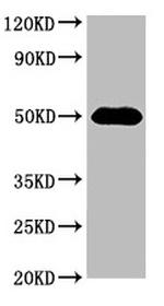 HAT1 Antibody in Western Blot (WB)