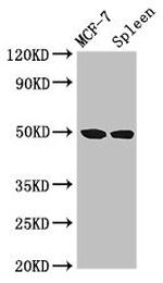 HAT1 Antibody in Western Blot (WB)