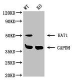 HAT1 Antibody in Western Blot (WB)