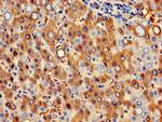 HBB Antibody in Immunohistochemistry (Paraffin) (IHC (P))