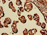 HBB Antibody in Immunohistochemistry (Paraffin) (IHC (P))