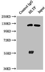 HLTF Antibody in Western Blot (WB)