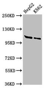 HLTF Antibody in Western Blot (WB)