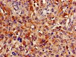 HMBS Antibody in Immunohistochemistry (Paraffin) (IHC (P))