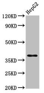 hnRNP A1 Antibody in Western Blot (WB)