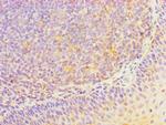 HOXA1 Antibody in Immunohistochemistry (Paraffin) (IHC (P))