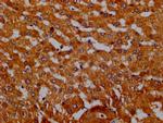 Hemopexin Antibody in Immunohistochemistry (Paraffin) (IHC (P))