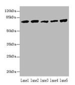 HSPA1B Antibody in Western Blot (WB)