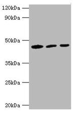 IDH1 Antibody in Western Blot (WB)