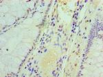 IFIT3 Antibody in Immunohistochemistry (Paraffin) (IHC (P))