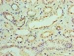 IFIT3 Antibody in Immunohistochemistry (Paraffin) (IHC (P))