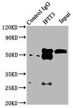 IFIT3 Antibody in Western Blot (WB)