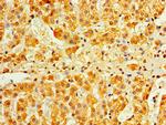 Interferon alpha-4 Antibody in Immunohistochemistry (Paraffin) (IHC (P))