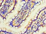 Interferon alpha-4 Antibody in Immunohistochemistry (Paraffin) (IHC (P))