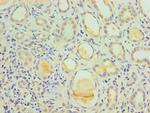 IL1R1 Antibody in Immunohistochemistry (Paraffin) (IHC (P))