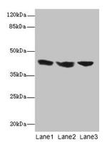 IL2RG Antibody in Western Blot (WB)