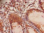 ILVBL Antibody in Immunohistochemistry (Paraffin) (IHC (P))