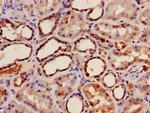 ILVBL Antibody in Immunohistochemistry (Paraffin) (IHC (P))