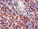 INSIG1 Antibody in Immunohistochemistry (Paraffin) (IHC (P))