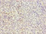 CD11a Antibody in Immunohistochemistry (Paraffin) (IHC (P))