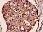 KELL Antibody in Immunohistochemistry (Paraffin) (IHC (P))