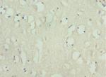 KIF3A Antibody in Immunohistochemistry (Paraffin) (IHC (P))