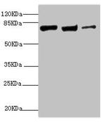 KIF3A Antibody in Western Blot (WB)