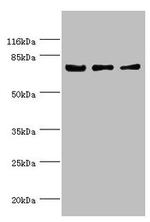 KLC1 Antibody in Western Blot (WB)