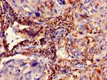 Cytokeratin 10 Antibody in Immunohistochemistry (Paraffin) (IHC (P))